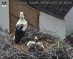 Capi_Dubne_20250609_183003.jpg