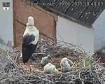 Capi_Dubne_20250609_184003.jpg