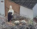 Capi_Dubne_20250609_184503.jpg