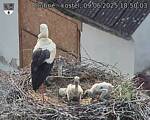 Capi_Dubne_20250609_185003.jpg