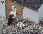 Capi_Dubne_20250609_185502.jpg