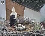 Capi_Dubne_20250609_190003.jpg