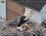 Capi_Dubne_20250609_190503.jpg