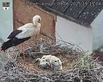 Capi_Dubne_20250609_191504.jpg
