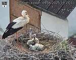 Capi_Dubne_20250609_192503.jpg
