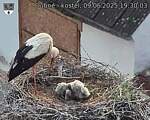Capi_Dubne_20250609_193003.jpg