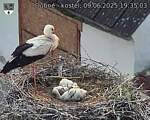 Capi_Dubne_20250609_193503.jpg