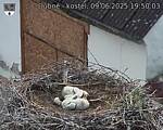Capi_Dubne_20250609_195003.jpg