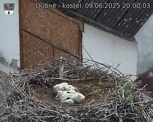 Capi_Dubne_20250609_200003.jpg (1350 x 1080)
