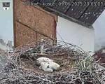 Capi_Dubne_20250609_200503.jpg