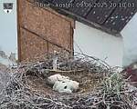 Capi_Dubne_20250609_201003.jpg