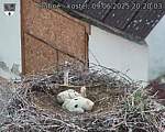 Capi_Dubne_20250609_202003.jpg
