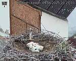Capi_Dubne_20250609_202503.jpg
