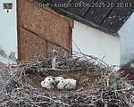 Capi_Dubne_20250609_203003.jpg