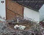 Capi_Dubne_20250609_203503.jpg