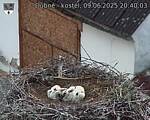Capi_Dubne_20250609_204003.jpg