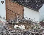 Capi_Dubne_20250609_204503.jpg