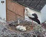 Capi_Dubne_20250609_205003.jpg