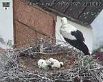 Capi_Dubne_20250609_211002.jpg