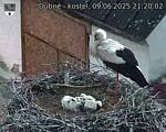 Capi_Dubne_20250609_212002.jpg