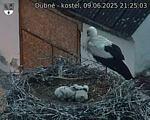Capi_Dubne_20250609_212503.jpg