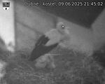 Capi_Dubne_20250609_214502.jpg