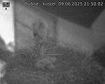 Capi_Dubne_20250609_215002.jpg