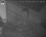 Capi_Dubne_20250609_235002.jpg