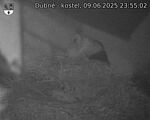 Capi_Dubne_20250609_235502.jpg