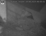 Capi_Dubne_20250610_000502.jpg