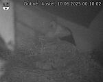 Capi_Dubne_20250610_001002.jpg