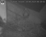 Capi_Dubne_20250610_002002.jpg