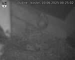 Capi_Dubne_20250610_002502.jpg