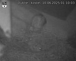 Capi_Dubne_20250610_011003.jpg