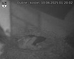 Capi_Dubne_20250610_012002.jpg