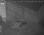 Capi_Dubne_20250610_013503.jpg