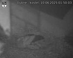 Capi_Dubne_20250610_015003.jpg