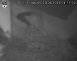 Capi_Dubne_20250610_015502.jpg