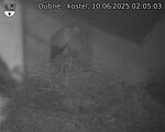 Capi_Dubne_20250610_020503.jpg