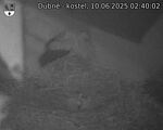 Capi_Dubne_20250610_024002.jpg