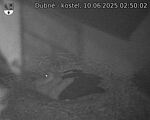 Capi_Dubne_20250610_025002.jpg