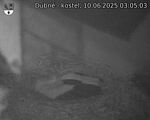 Capi_Dubne_20250610_030503.jpg