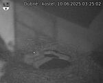 Capi_Dubne_20250610_032502.jpg