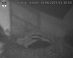 Capi_Dubne_20250610_033003.jpg