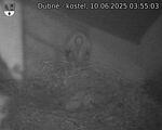Capi_Dubne_20250610_035503.jpg