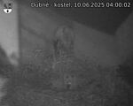 Capi_Dubne_20250610_040002.jpg