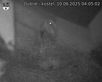 Capi_Dubne_20250610_040502.jpg