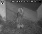 Capi_Dubne_20250610_041502.jpg