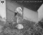 Capi_Dubne_20250610_042503.jpg