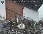 Capi_Dubne_20250610_044503.jpg